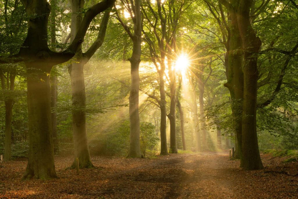Sunbeams through the trees on a forest path during sunrise