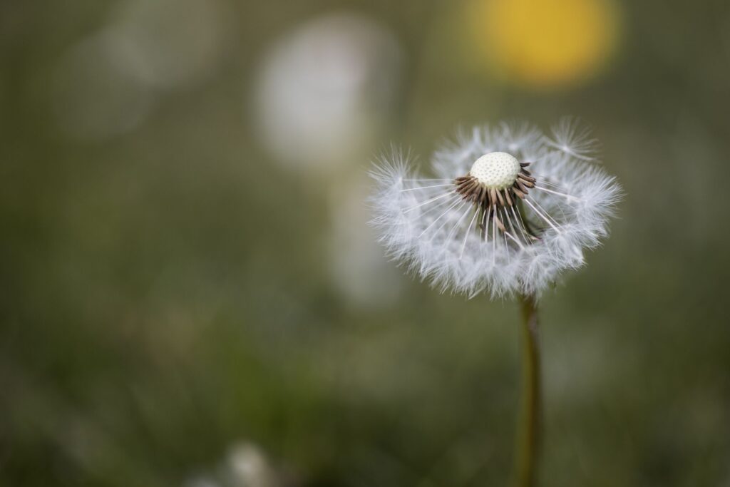 Dandelion