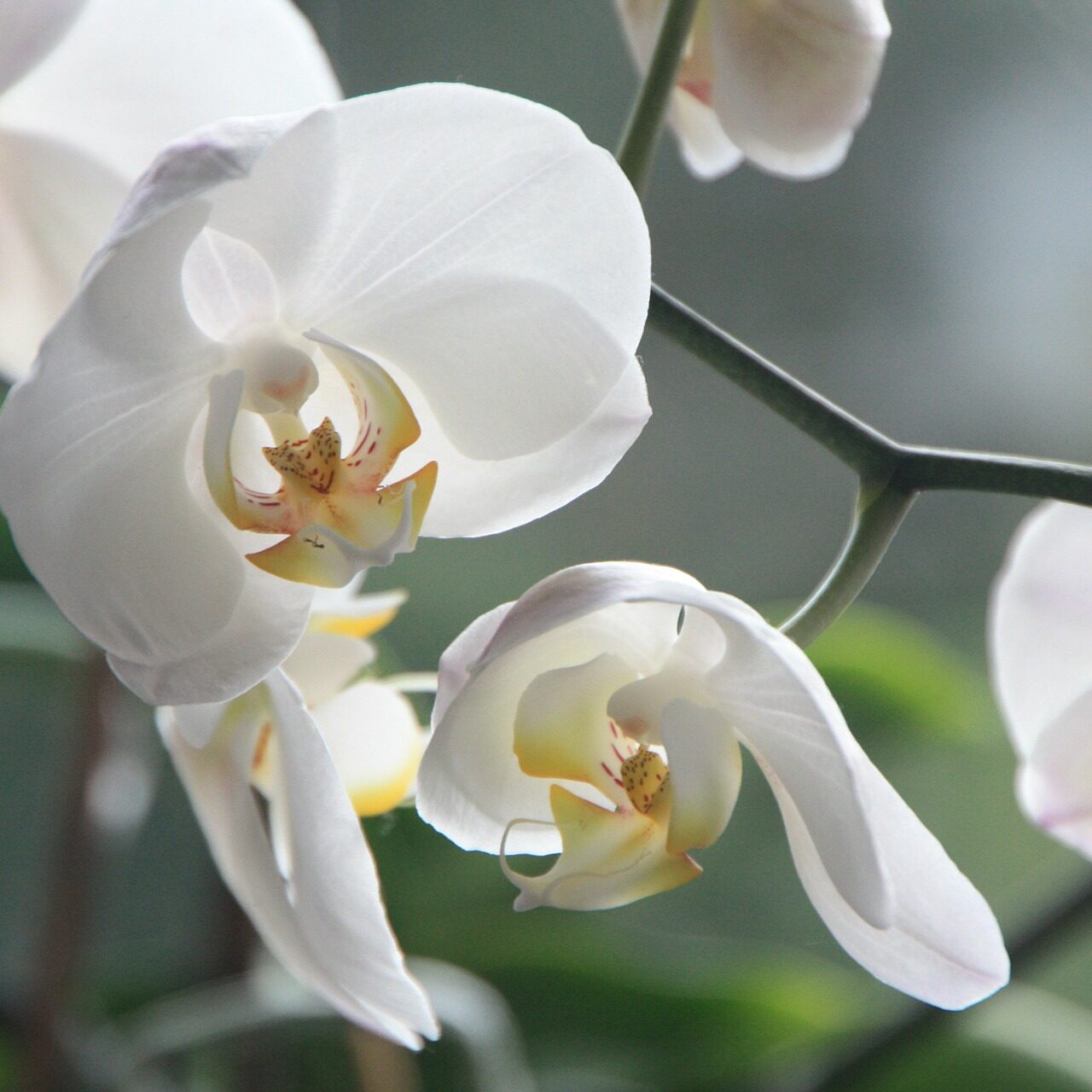 orchid-4780_1920