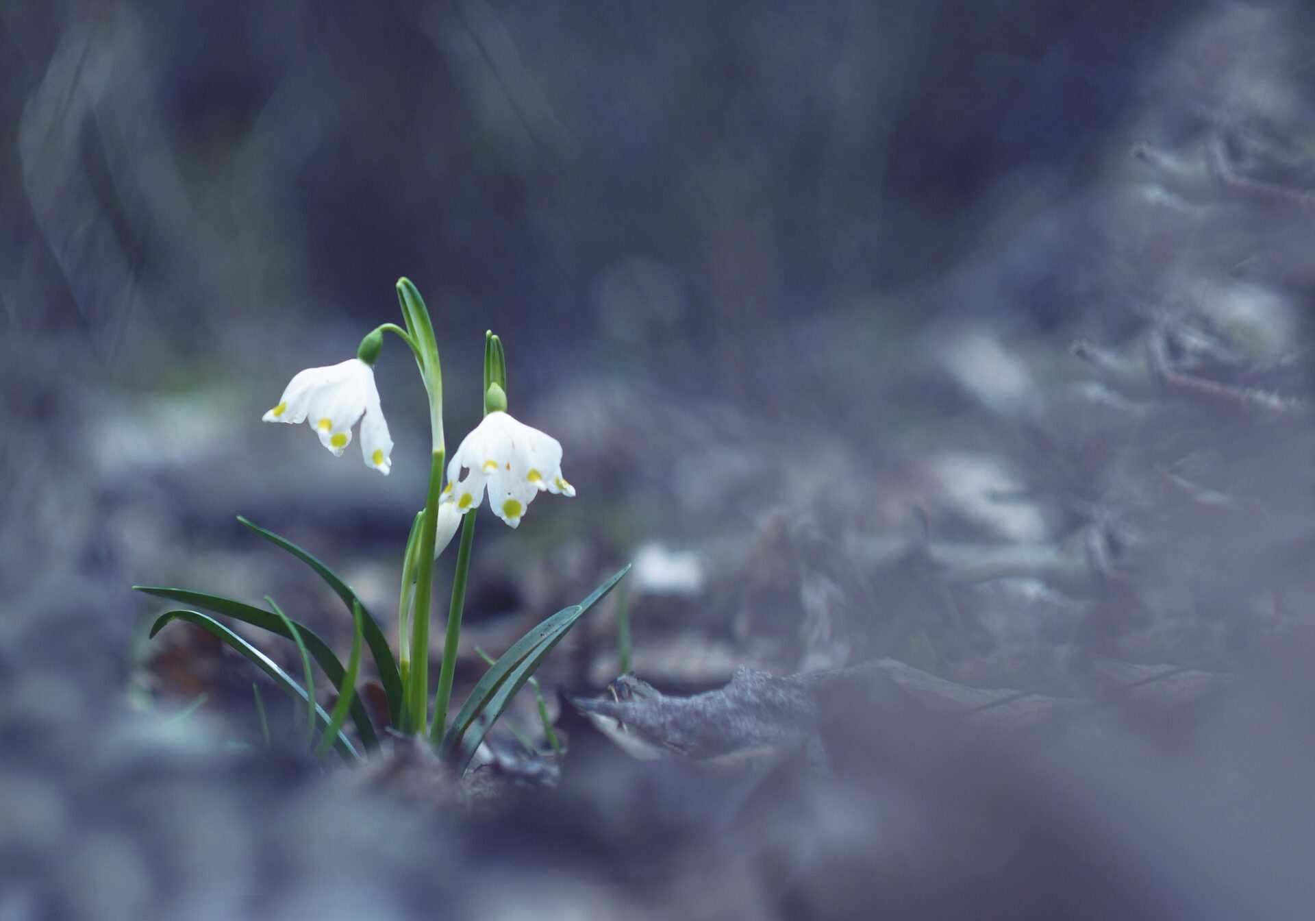 snowflake-2112095_1920