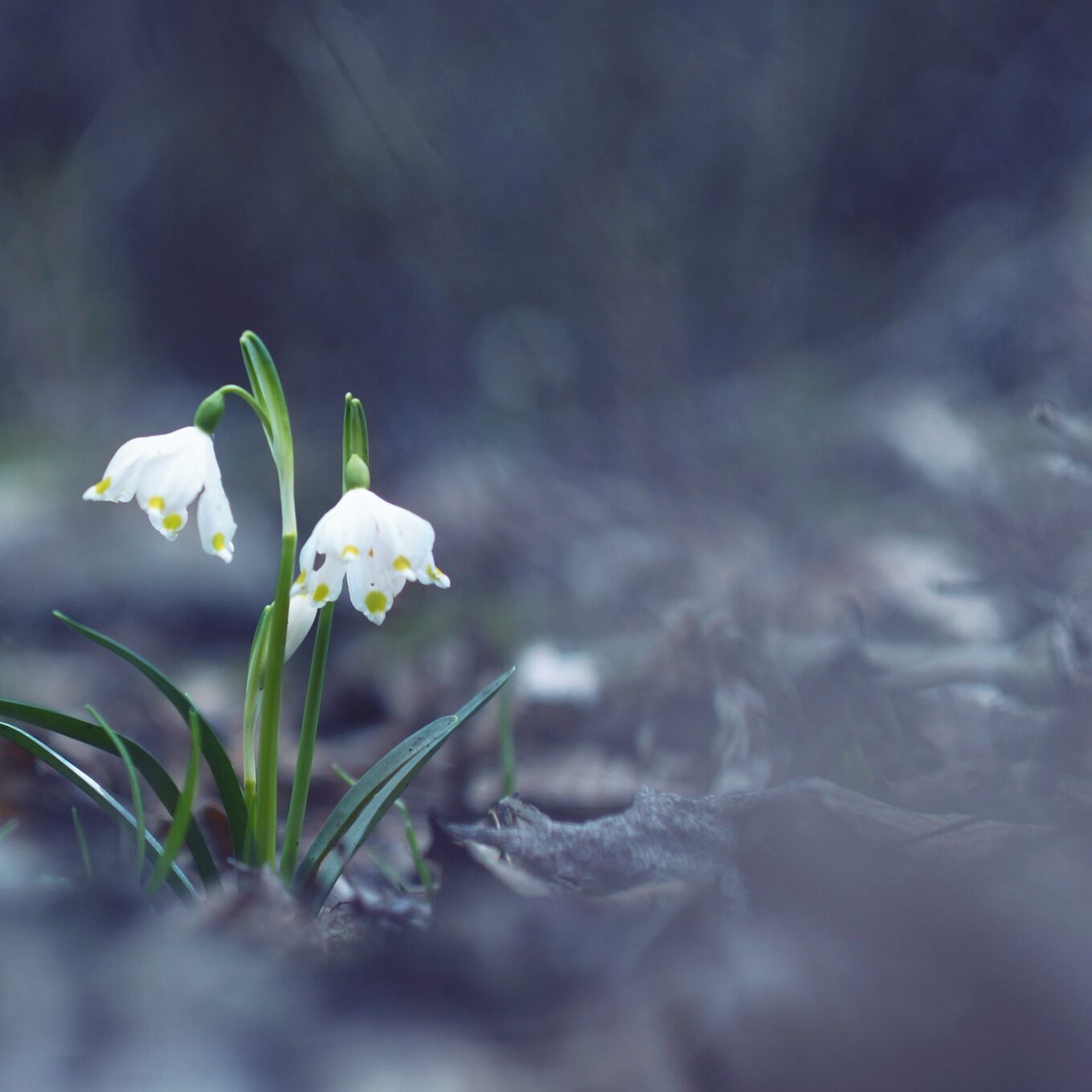 snowflake-2112095_1920